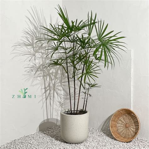 天盤是什麼 日本細葉棕竹